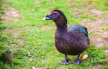  Muscovy duck Cairina moschata with red caruncles