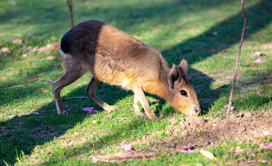 Patagonian Mara in eco park.
