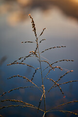 A grass with sunlight in the evening