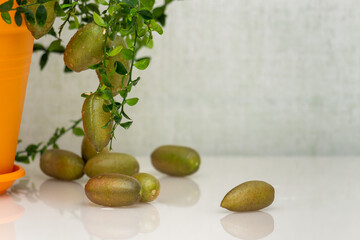Ripe burgundy green finger-shaped citrus fruits on the dinner table, close-up. Indoor growing of the outlandish citrus plant Australian finger lime, Microcitrus Australasica