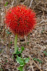 African blood lily plant blooming