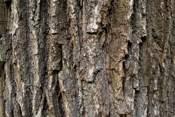 Close-up of the rough bark of an old huge tree. natural background. Copy space