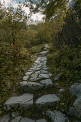 Hiking in the mountains. Beautiful stone pathway on a hiking track. Wild mountain forest with stones and fern plants. Sun rays falling on the trail.