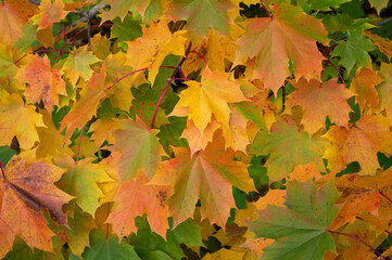 autumn maple leaves