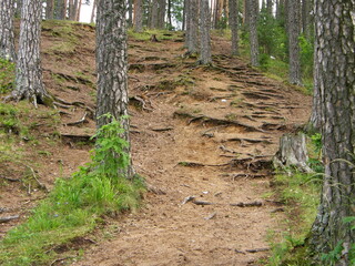 The slope of the forest hill, covered with pines and winding rhizomes. Leningrad region, Russia.