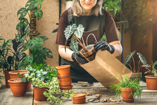 Buying house plants at the plant store. Paper bags