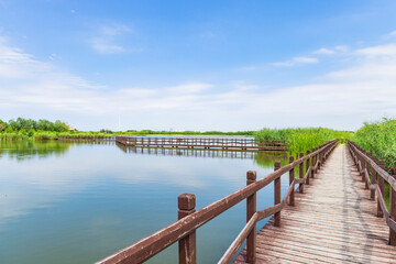 Fototapeta na wymiar Wooden trestle in the lake of Xiqing Country Park in Tianjin