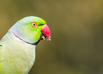 Fototapeta na wymiar A close up of a rose ringed parrot