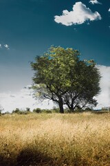 &aacute;rvore em um campo