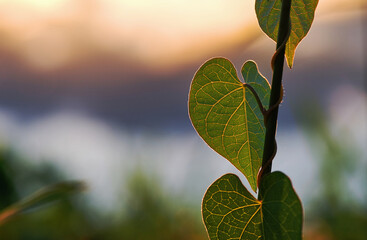 Close-up view of leaves of ivy