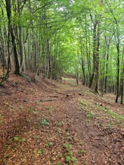 Fototapeta premium path in the forest