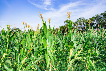 Obraz premium Landscape of greenhouse plantation in Tianjin Xiqing Country Park
