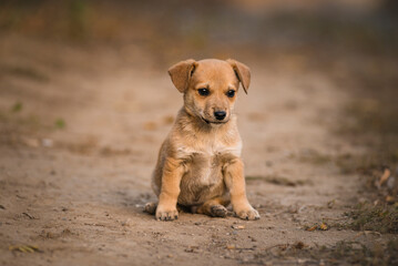 Beautiful happy reddish orange havanese Portrait cute puppy dog is sitting frontal  sitting  dirty rural road autumn concept, outdoor young  brown golden natural background  sunset stray dog