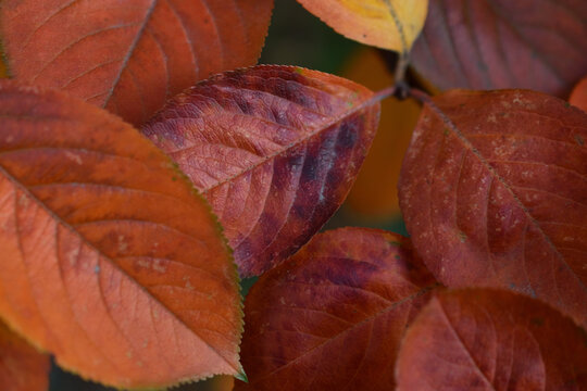 Burgundy red-yellow leaves of the tree in late autumn. Beautiful autumn leaves on the branches.