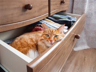 Ginger cat is sleeping in chest of drawers. Fluffy pet has a rest among folded clothes. Domestic...