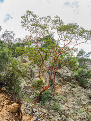 Arbutus andrachne, commonly called the Greek strawberry tree, in Goynuk Canyon. Mountain slopes in Beydaglari Coastal National Park. Turkey.