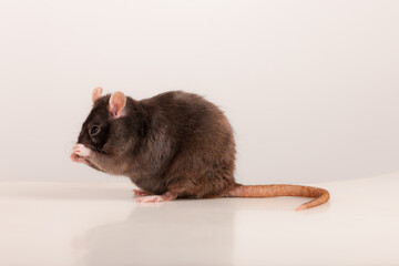 studio portrait of a black domestic rat