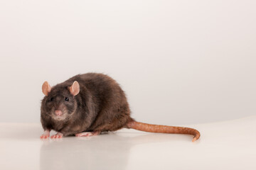 studio portrait of a black rat