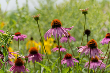 Pink Coneflowers Growing In The Prairie Plant Area Near The Pond