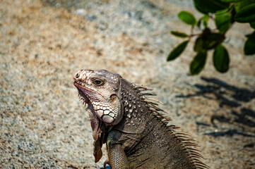 Iguana tomando el sol
