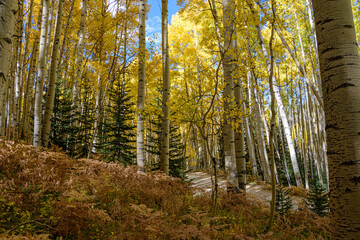 autumn forest in the morning
