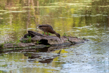 American Black Duck On A Log In The Pond