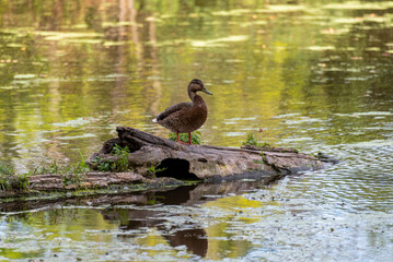 American Black Duck On A Log In The Pond
