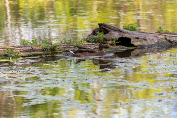 American Black Duck Near A Log In The Pond