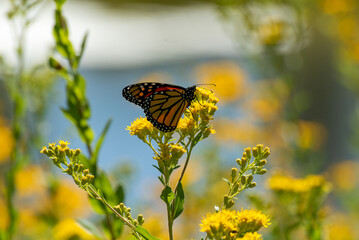 Monarch Butterfly On Goldenrod By The Pond