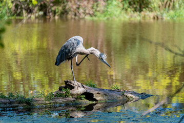 Great Blue Heron Standing On A Log In The River
