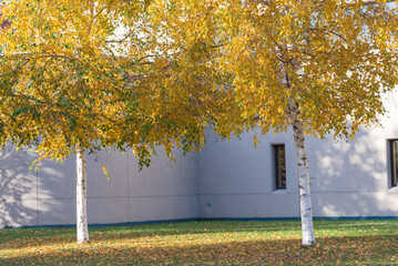 Row of white Alaska birch trees with bright yellow leaves in campus of Cathedral building church...