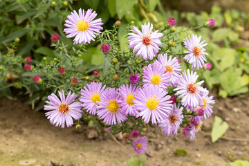 Purple chrysanthemum flowers in the garden