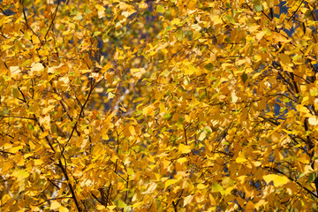 Autumn landscape. Autumn tree leaves background.