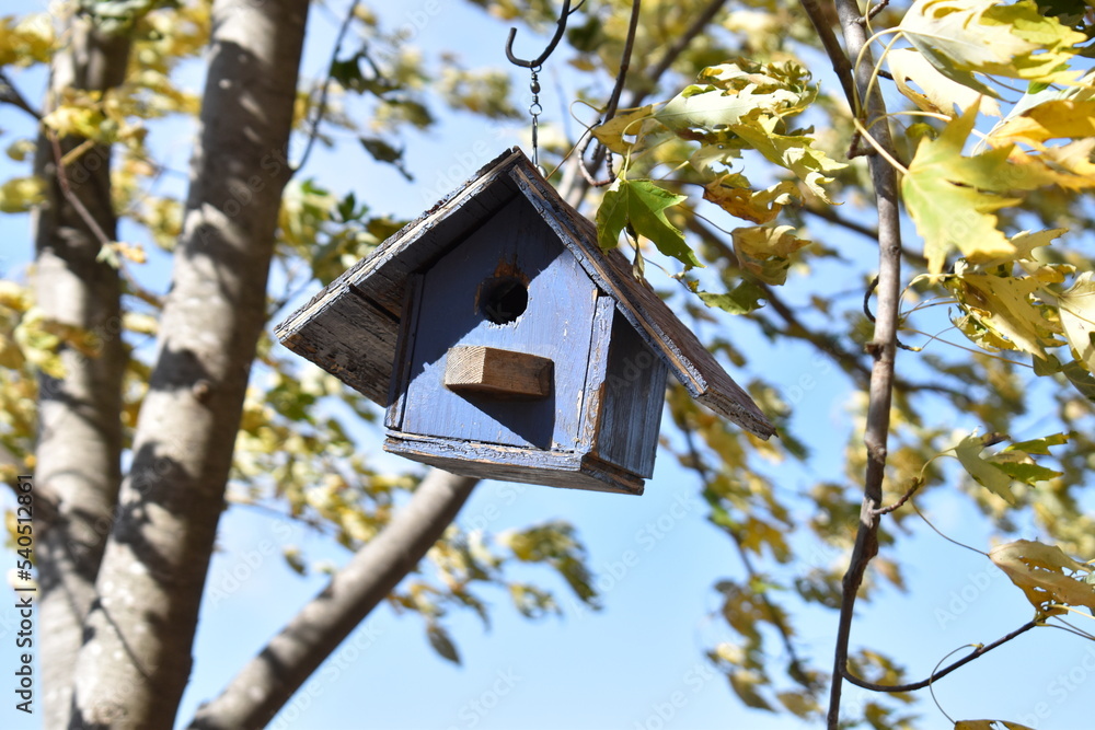 Sticker birdhouse in an elm tree