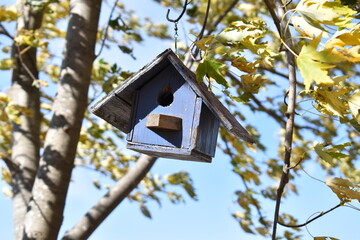 Birdhouse in an Elm Tree