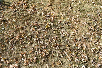 Autumn Leaves