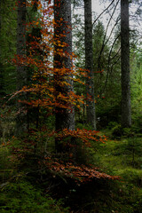 Obraz premium forest in autumn