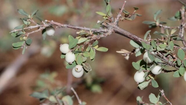 White mature small globose glabrous indehiscent drupe fruit of Symphoricarpos Mollis, Caprifoliaceae, native monoclinous deciduous subshrub in the San Emigdio Mountains, Transverse Ranges, Autumn.