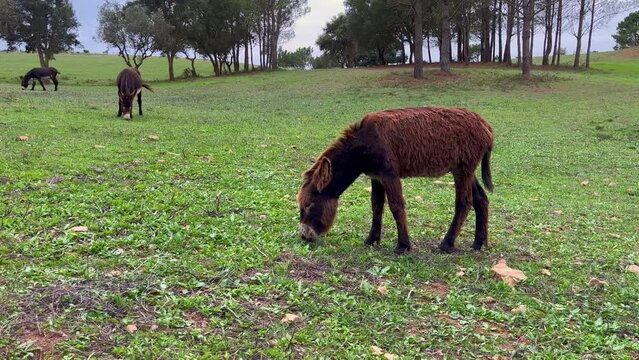 Donkeys eating in a field