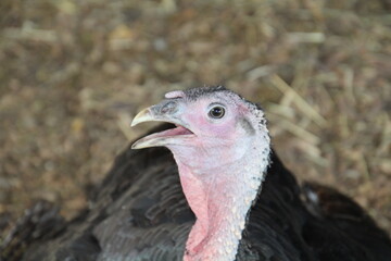 close up of a turkey