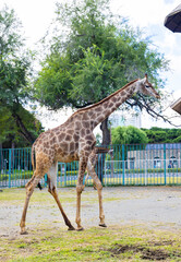 Giraffes at Changchun Zoo in Jilin Province