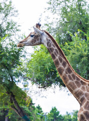 Giraffes at Changchun Zoo in Jilin Province