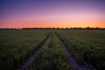 lavender field at sunset