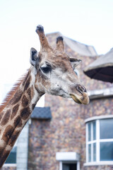 Giraffes at Changchun Zoo in Jilin Province