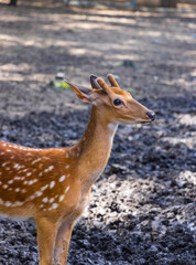 Sika deer at Changchun Zoo in Jilin province