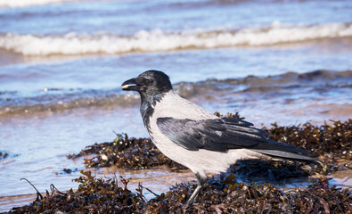 A black crow standing ond the sea sand next to the water