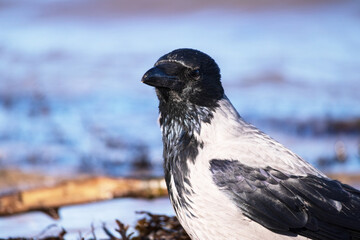 A black crow standing ond the sea sand next to the water