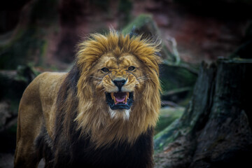 Fototapeta na wymiar Löwen brüllt und schaut in die Kamera