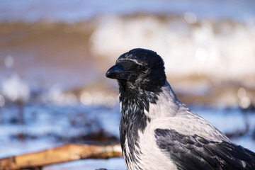 A black crow standing ond the sea sand next to the water