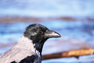 A black crow standing ond the sea sand next to the water